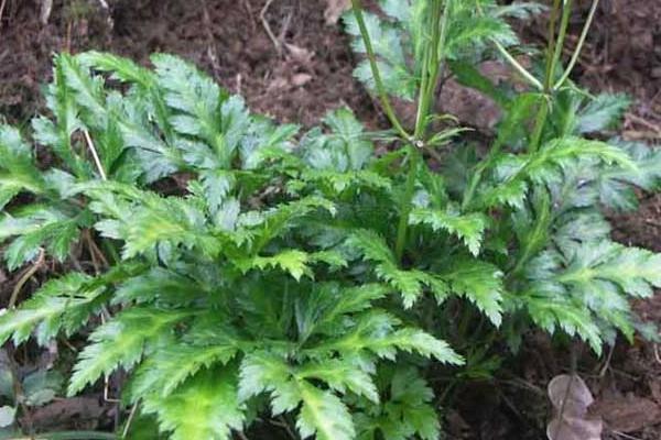 黄连种植技术和亩收益,附常见病虫害防治方法