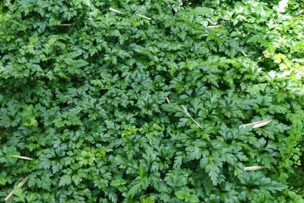 黄连种植技术和亩收益,附常见病虫害防治方法