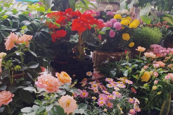 买花送的速效复合肥是真是假?怎么用?