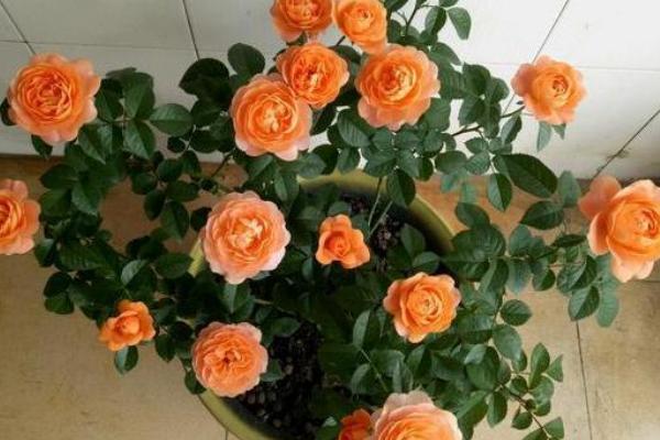 买花送的速效复合肥是真是假?怎么用?