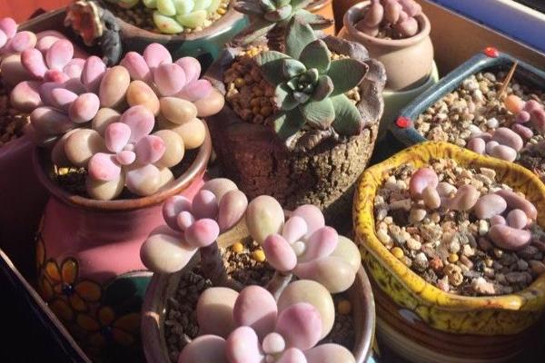 买花送的速效复合肥是真是假?怎么用?