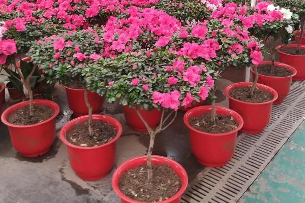 买花送的速效复合肥是真是假?怎么用?