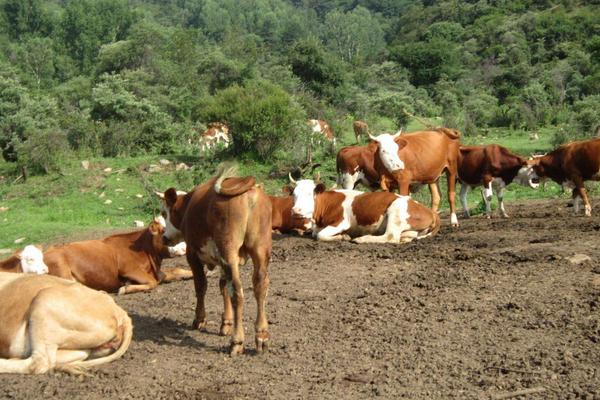 养牛的利润与成本计算,这才是真实利润及风险