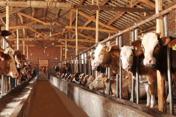 养牛的利润与成本计算,这才是真实利润及风险