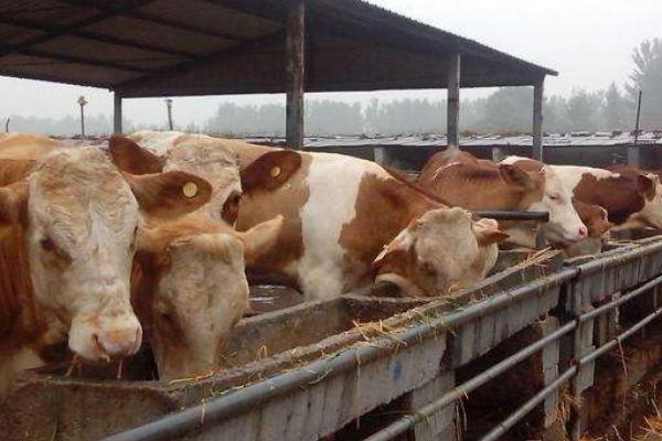 养牛的利润与成本计算,这才是真实利润及风险