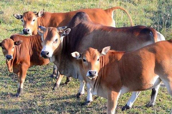 养牛的利润与成本计算,这才是真实利润及风险