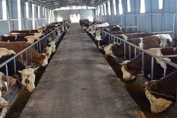 养牛的利润与成本计算,这才是真实利润及风险