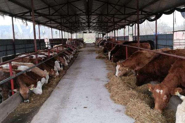 养牛的利润与成本计算,这才是真实利润及风险