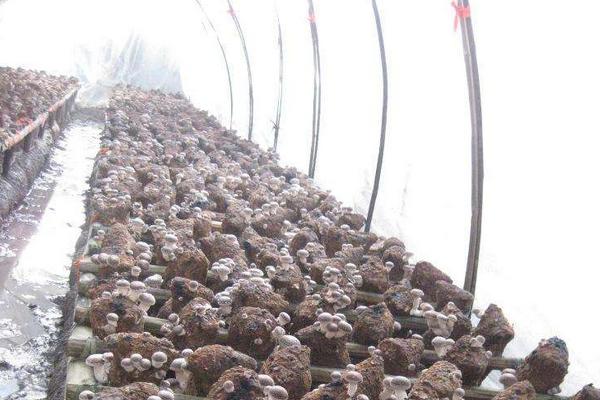 香菇高产配方，推荐3个高产香菇品种