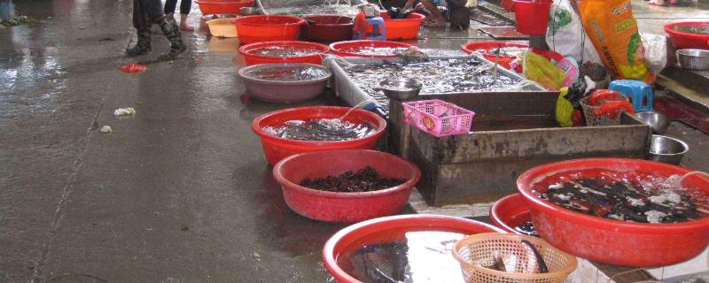 水产生意一月能赚多少？有多暴力？怎么入手？好做吗？