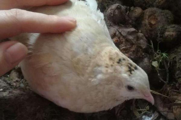 鹌鹑产蛋最高的品种,产蛋期多长时间,产蛋率一般多少