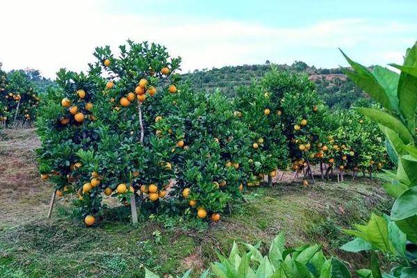 10亩脐橙收入多少,要投入多少,风险大吗