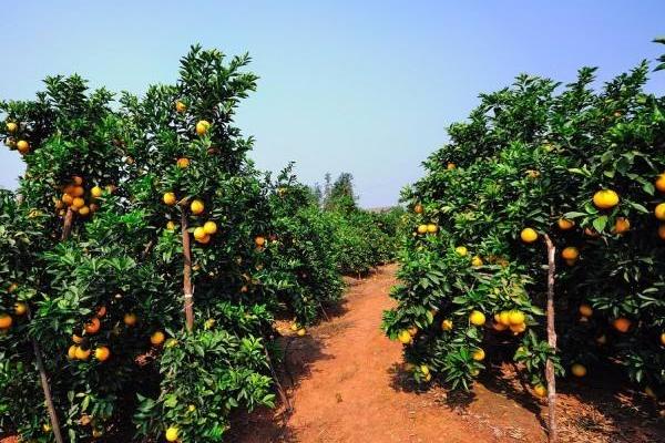 10亩脐橙收入多少,要投入多少,风险大吗