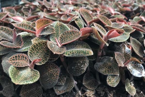 种植金线莲是骗局吗?前景如何?赚钱吗?