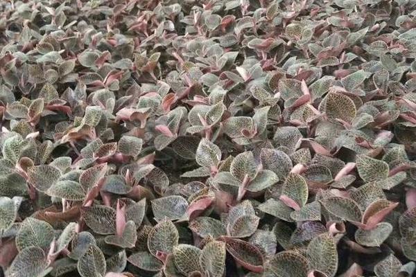 种植金线莲是骗局吗?前景如何?赚钱吗?