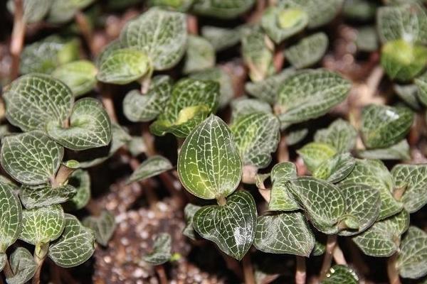 种植金线莲是骗局吗?前景如何?赚钱吗?