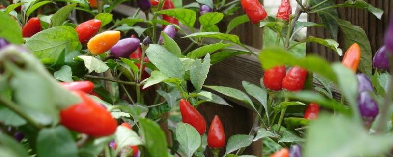 七彩椒怎么种植，什么时间种