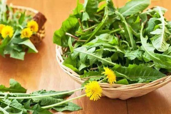 黄花苗怎么吃好吃,附黄花苗的功效与作用