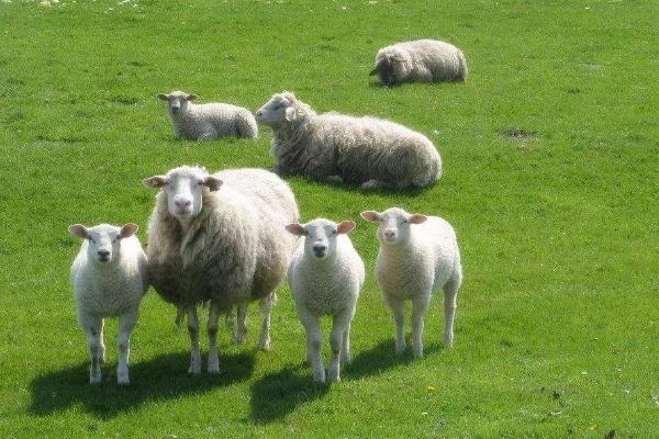 五十只母羊一年挣多少？需要投入多少？