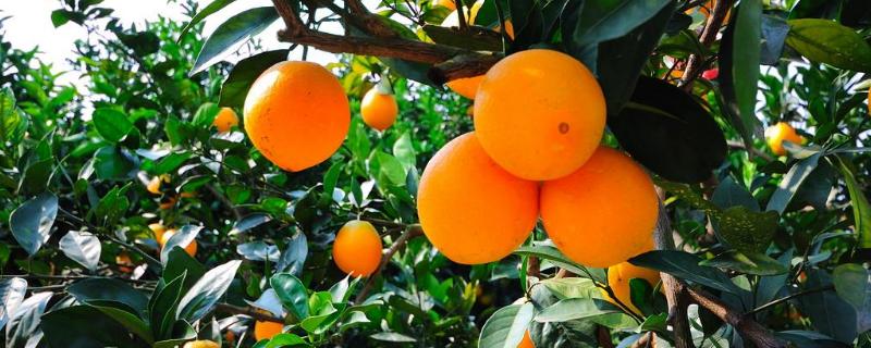 10亩脐橙收入多少，要投入多少，风险大吗