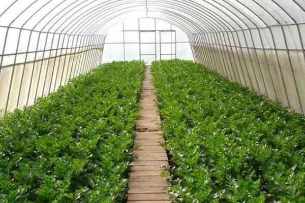 销路好的短期种植项目有哪些