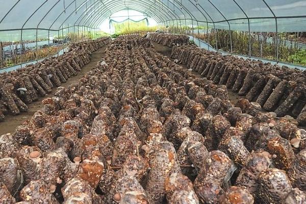 销路好的短期种植项目有哪些