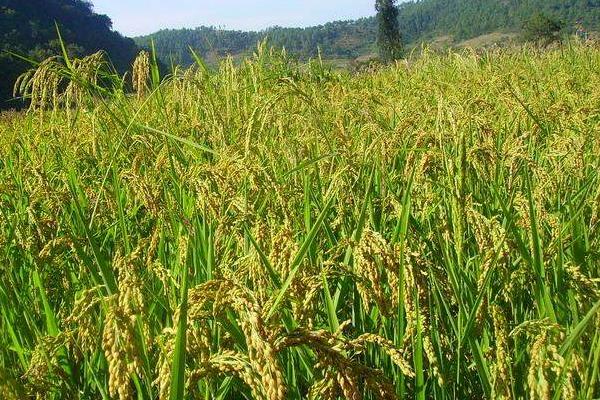 销路好的短期种植项目有哪些