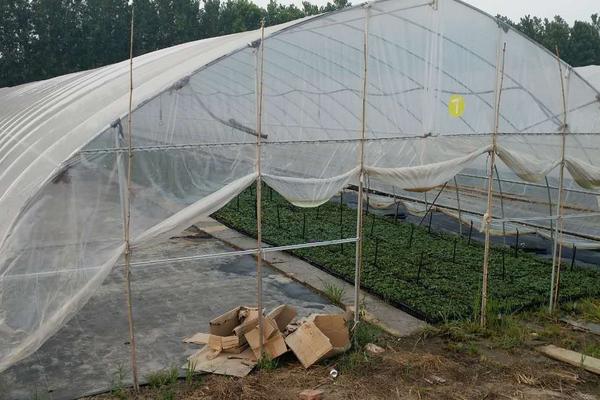 蔬菜大棚怎么搭建牢固，一般需要多少钱