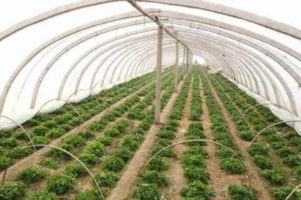 蔬菜大棚怎么搭建牢固，一般需要多少钱