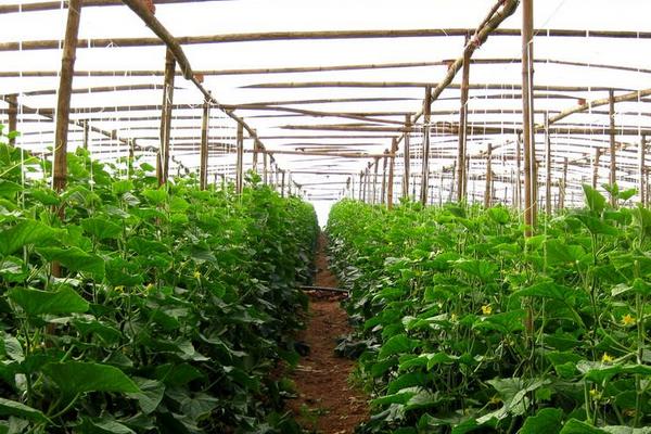 蔬菜大棚怎么搭建牢固，一般需要多少钱