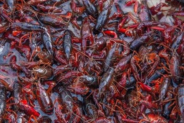 小龙虾养殖成本,一亩地养虾要投资多少