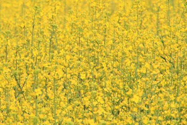 销路好的短期种植项目有哪些