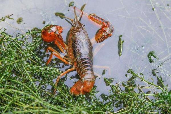 小龙虾养殖成本,一亩地养虾要投资多少