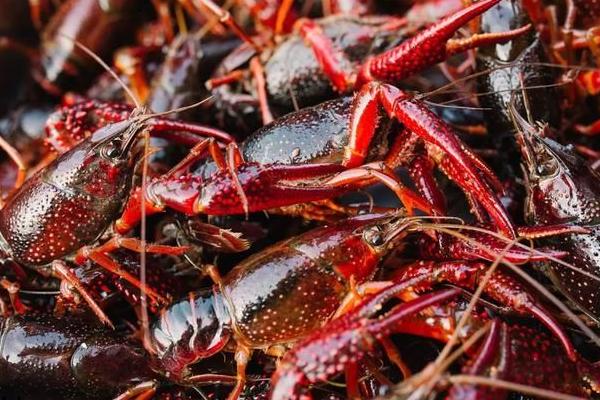 小龙虾养殖成本,一亩地养虾要投资多少