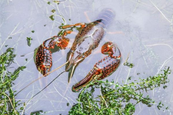 小龙虾养殖成本,一亩地养虾要投资多少