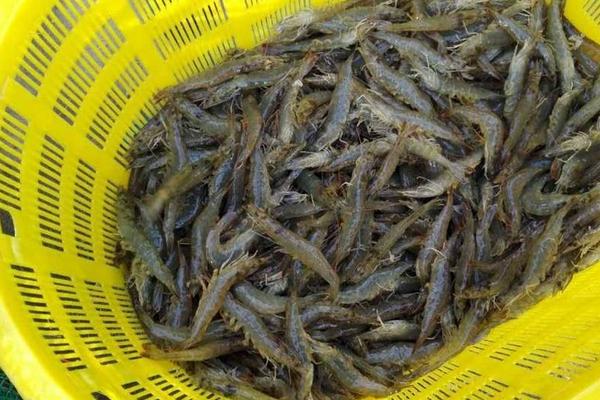 菜场新手卖虾注意什么，怎么让虾不死