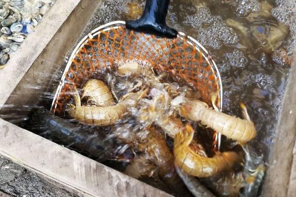 菜场新手卖虾注意什么，怎么让虾不死
