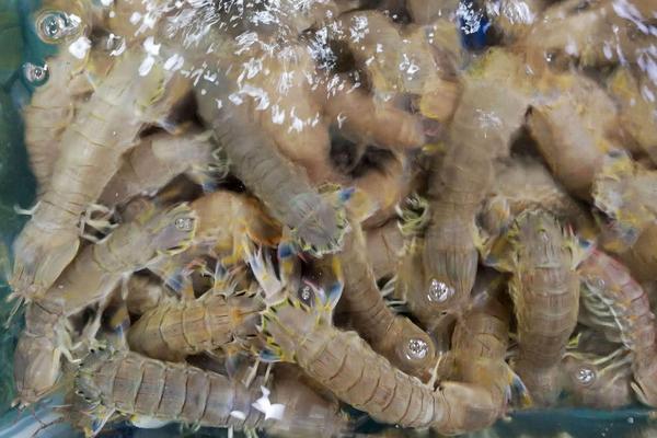 菜场新手卖虾注意什么，怎么让虾不死