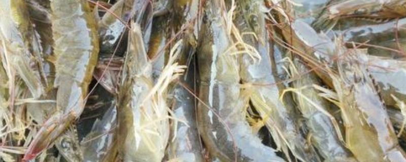 菜场新手卖虾注意什么，怎么让虾不死