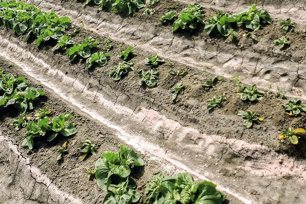 正确施用磷肥的方法，附注意事项