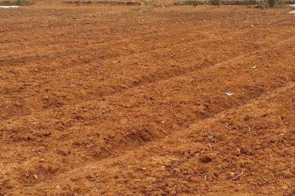 正确施用磷肥的方法,附注意事项