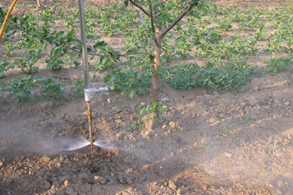 正确施用磷肥的方法,附注意事项