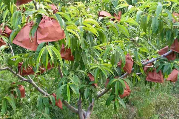 桃子怎么套袋?桃子套袋时间及方法