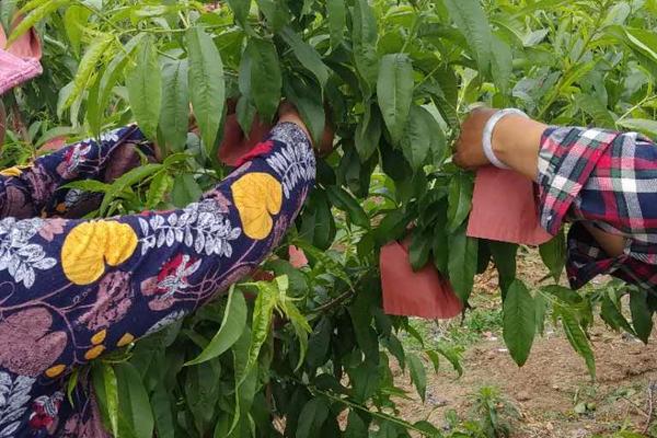 桃子怎么套袋?桃子套袋时间及方法