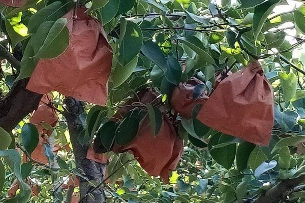 桃子怎么套袋?桃子套袋时间及方法