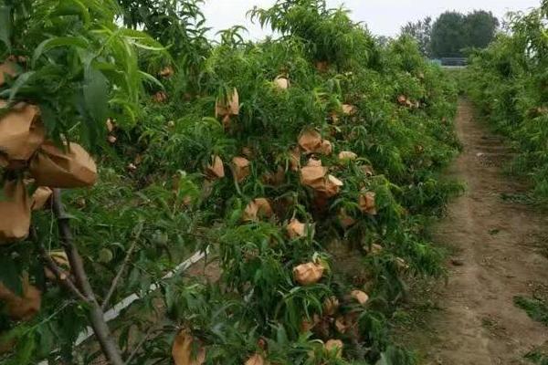 桃子怎么套袋?桃子套袋时间及方法