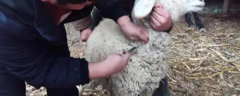 常见羊病的防治方法，救治不及时容易致死