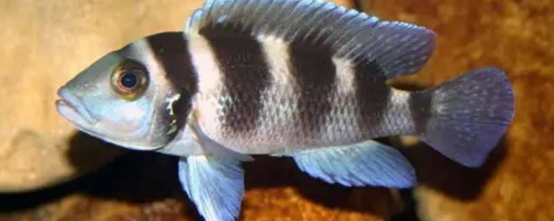 五间半好不好养，新手有一定难度