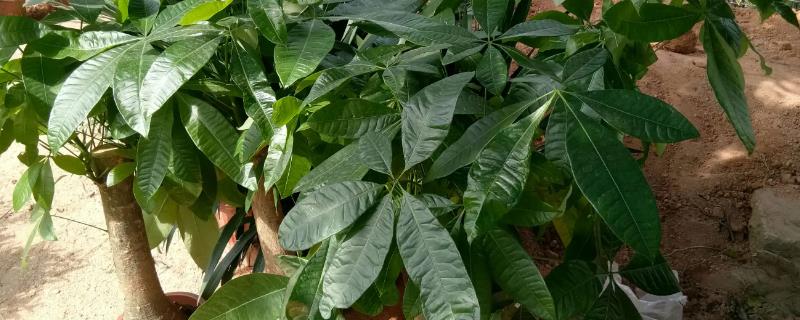 怎么养发财树，底部尽量不要积水