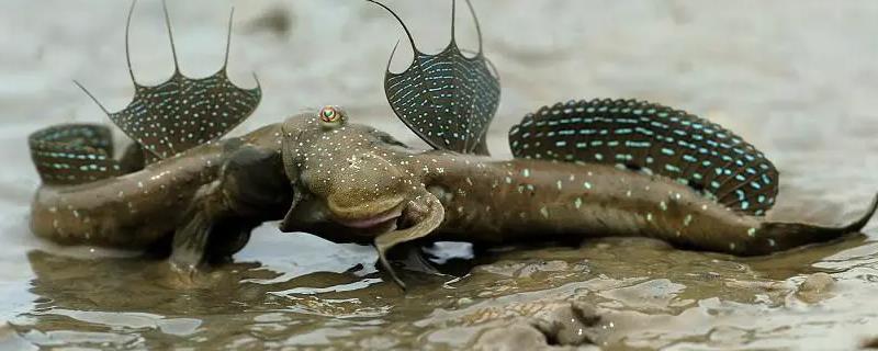 跳跳鱼的产地，主要在我国南方沿海一带